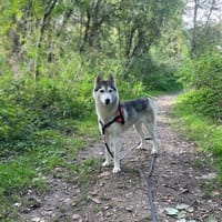 INAYA (réservée) OAA19860, chienne à adopter