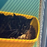 FERNAND, chatte à adopter