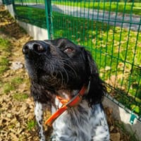 PORZHIG QCN, chien à adopter