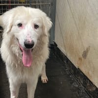 SIR NICHOLAS  PAS ICAD, chien à adopter