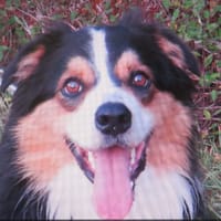 ULYSSE, chien à adopter