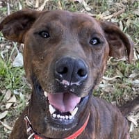 ZEUS, chien à adopter