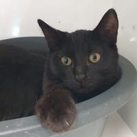 PISCOLA CHA, chatte à adopter