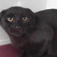 RHUM COCA, chat à adopter