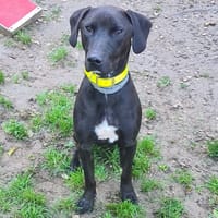 FARO, chien à adopter