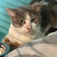 LUCIEN, chatte à adopter