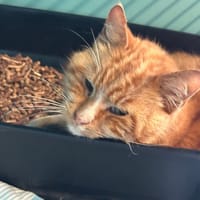 MARCEL, chat à adopter