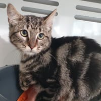 SUMMER CHA, chat à adopter