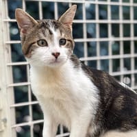 Charly CAB4677, chat à adopter