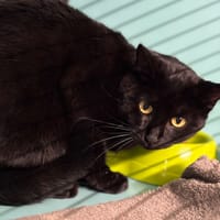 Mummy CAB4678, chatte à adopter