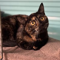 Aglae CAB4680, chatte à adopter