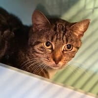 ROBERT, chat à adopter