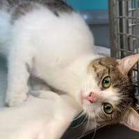 CAJOU, chatte à adopter