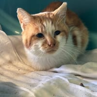 ALBERT, chat à adopter