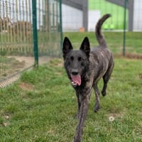 REIKO, chien à adopter