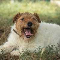Orion, chien à adopter