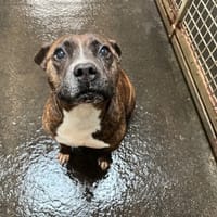 SEMUS, chien à adopter