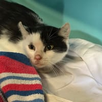 LUCETTE, chatte à adopter