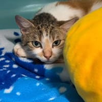 CHIPIE, chatte à adopter