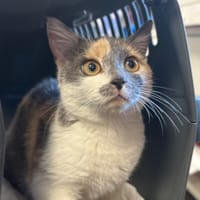FIFILLE, chatte à adopter