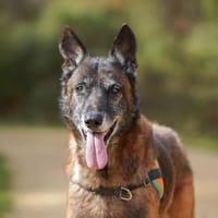 balou, chien à adopter