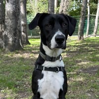 CHARLIE, chienne à adopter