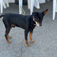 NILO, chien à adopter