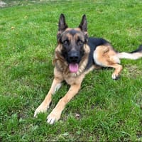 ERWAN paa23029, chien à adopter