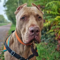 THANOS, chien à adopter