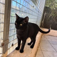 ASKA, chatte à adopter