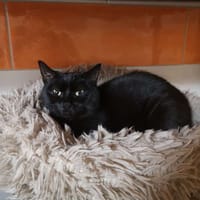 Neko, chat à adopter