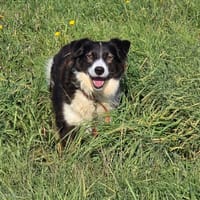 Hope, chien à adopter