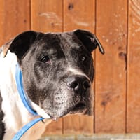 KAISER, chien à adopter