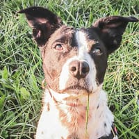 Maicky (réservé), chien à adopter