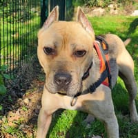 TROTTY, chien à adopter