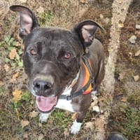 BOB, chien à adopter