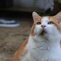 TIMY, chat à adopter
