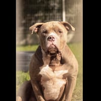 FYSIO, chien à adopter