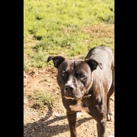 LUCKY, chien à adopter