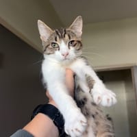 Shanta (réservée), chat à adopter