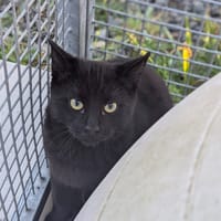 NORMAN, chat à adopter