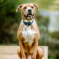 Hades, chien à adopter