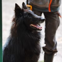 Talco, chien à adopter