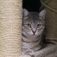 ZEBULON, chat à adopter