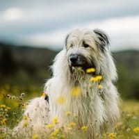 Odin, chien à adopter