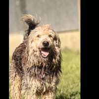 RALF, chien à adopter