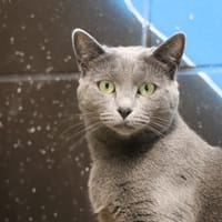 BLUE, chatte à adopter