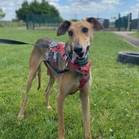 LEVIS, chien à adopter