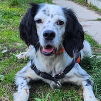 ELWOOD, chien à adopter