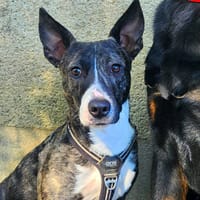 PEPETTE, chienne à adopter